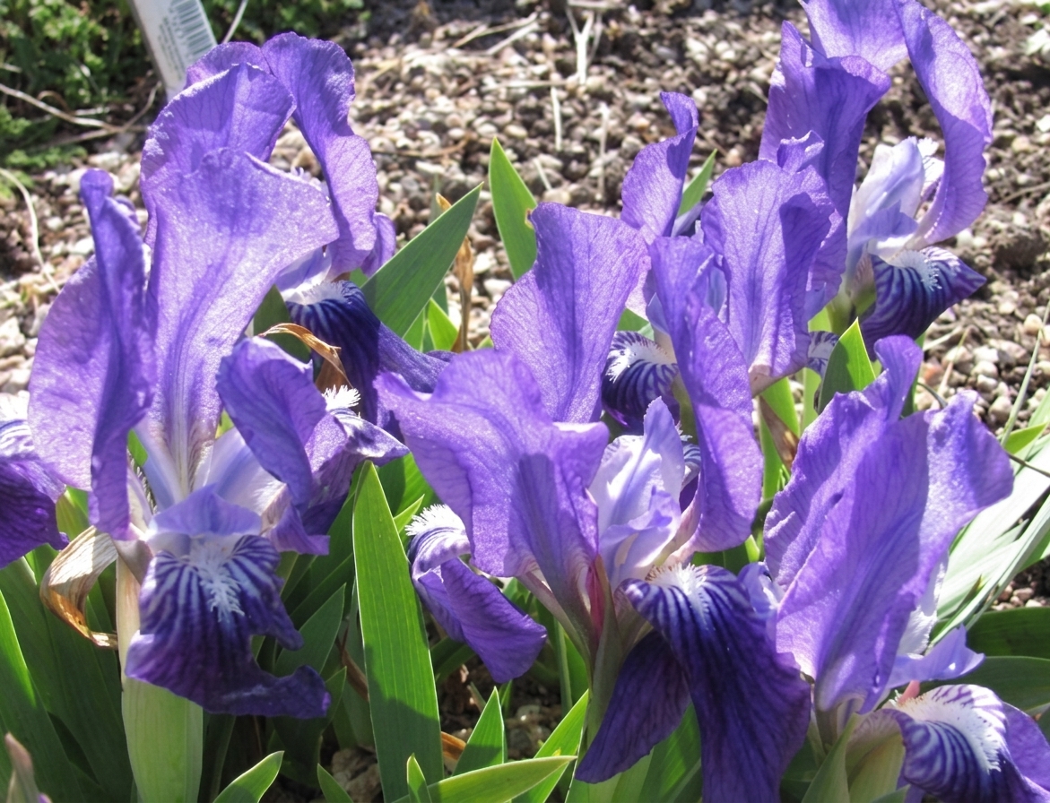 Iris lutescens 